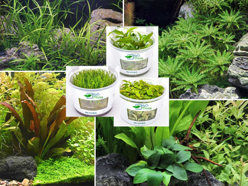 Preview: Aquarienpflanzen Wundertüte